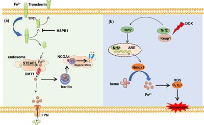 Frontiers Insights Into Ferroptosis A Novel Target For The Therapy